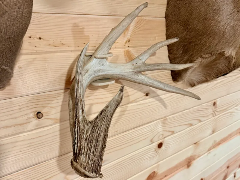 Antler and Shed Wall Mount Bracket