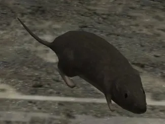 Halo 3 Rat