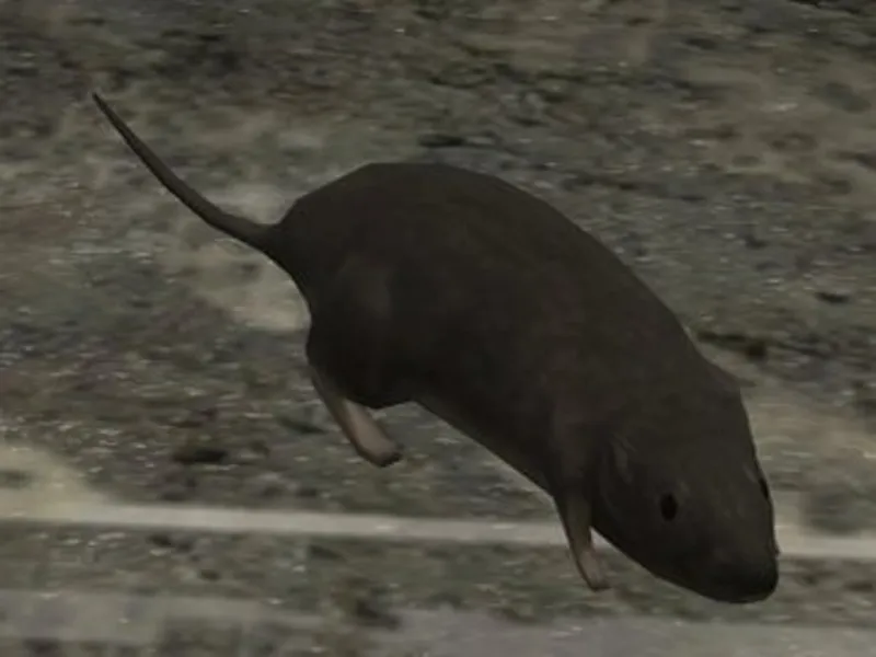 Halo 3 Rat