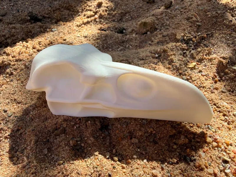 Raven skull easy print