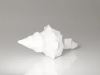 Spiral Seashell