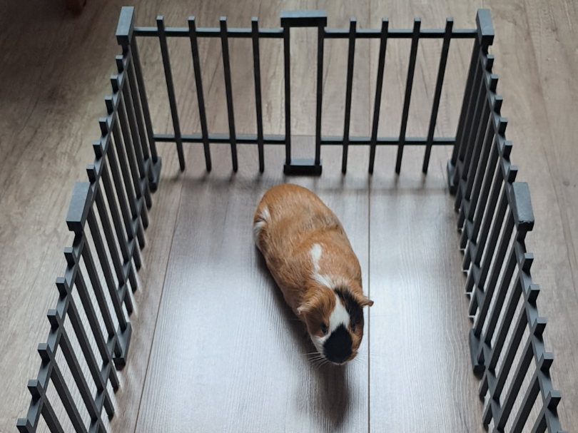 Modular fence for guinea pigs, rodents, toy.