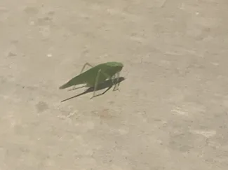 leaf bug thingy