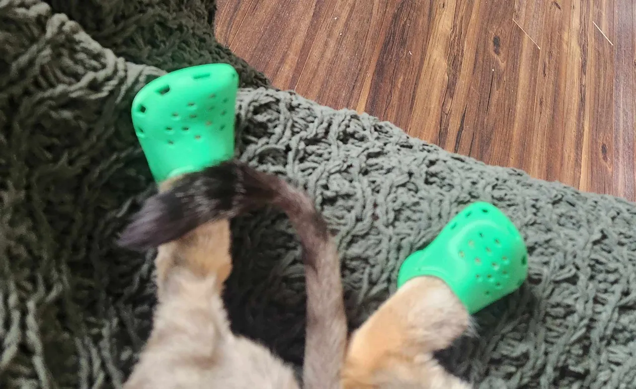 Cat Crocs view 3