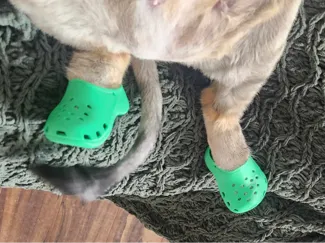 Cat Crocs