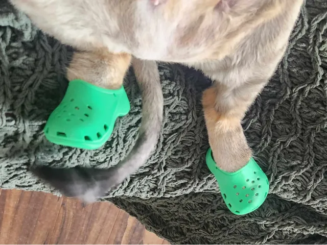 Cat Crocs