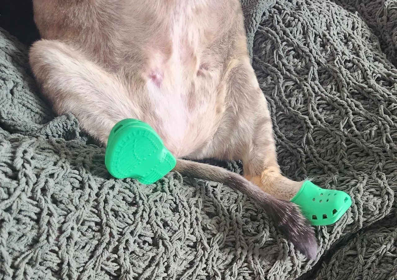 Cat Crocs view 4