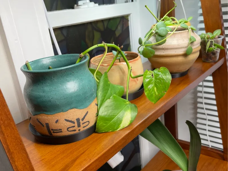Plant Drip Plates