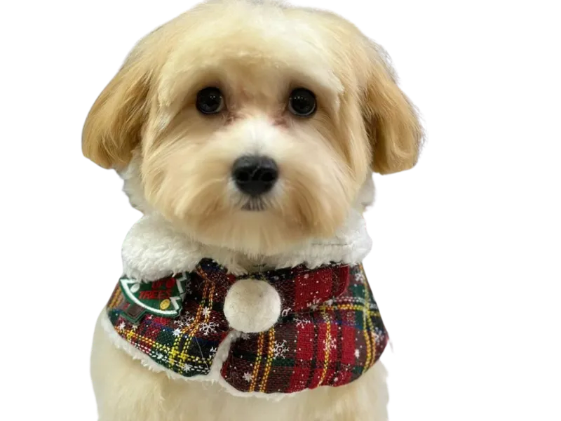 Maltipoo