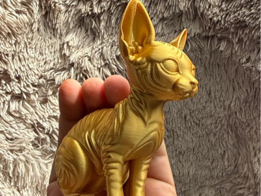 Cat - Sphinx