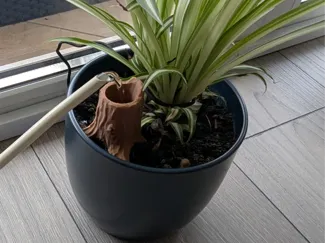 Watering Tree Trunk