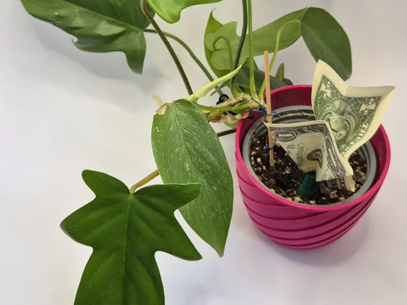 Banknote Flower Holder