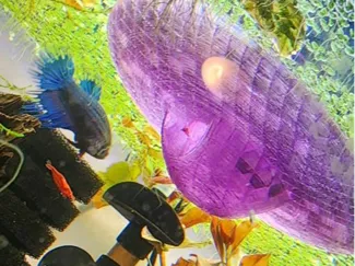 UFO Floating Betta Rest
