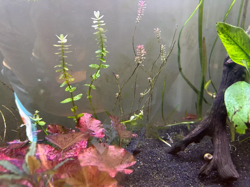 moss table stand 
