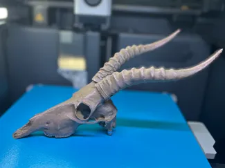 Antelope Skull Model