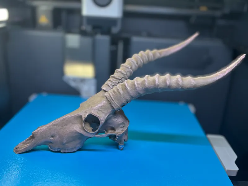 Antelope Skull Model