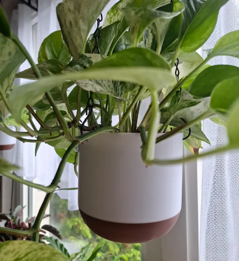 Hanging Planter