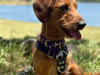 perro salchicha