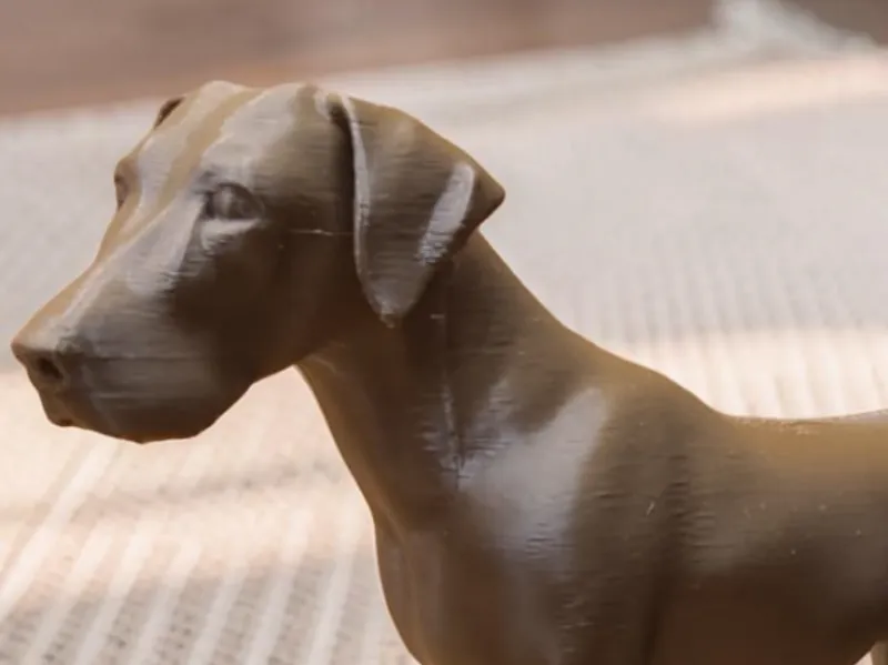 Short Haired German Pointer