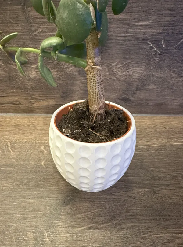 https://makerworld.bblmw.com/makerworld/model/UScf835a17fa566a/design/2023-12-12_07d870212cd6c.jpg