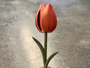 Flower Tulip 