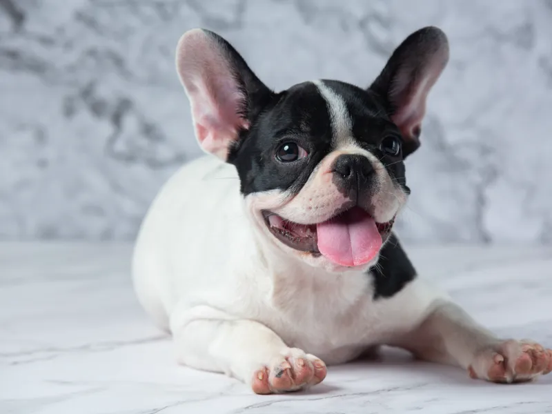 Bookmark french Bulldog