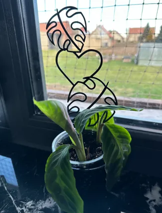 Monstera plant trellis