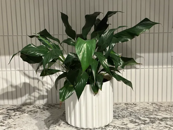 https://makerworld.bblmw.com/makerworld/model/UScfc49d6352622d/design/2024-12-23_af13a2bd1edcb.jpg