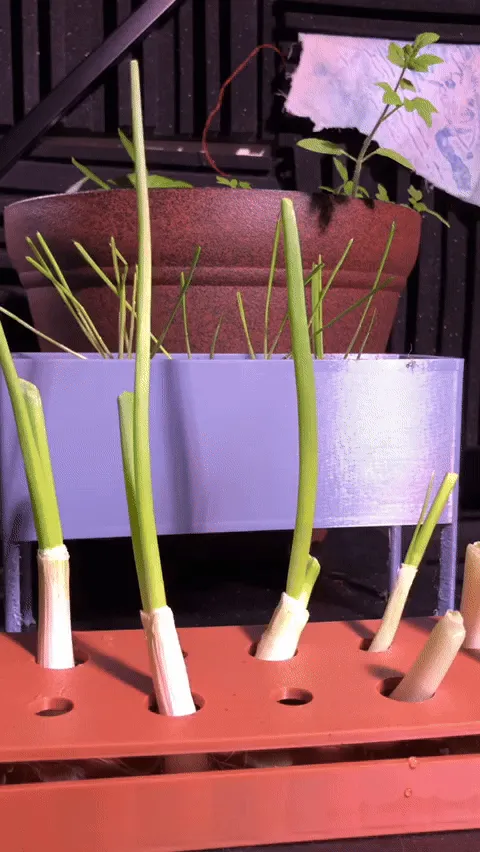 Support pour faire repousser des oignons verts