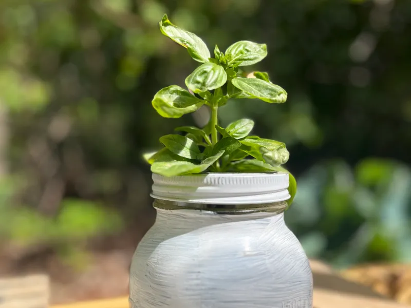 Hydroponic Mason Jar Kit