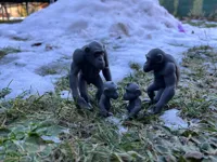 Famille de chimpanzés — photo 2