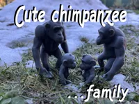 Famille de chimpanzés — photo 1
