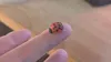 Single more detailed Lady Bug