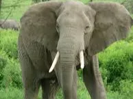 elefant