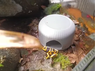 dome reprodution dendrobates terrarium