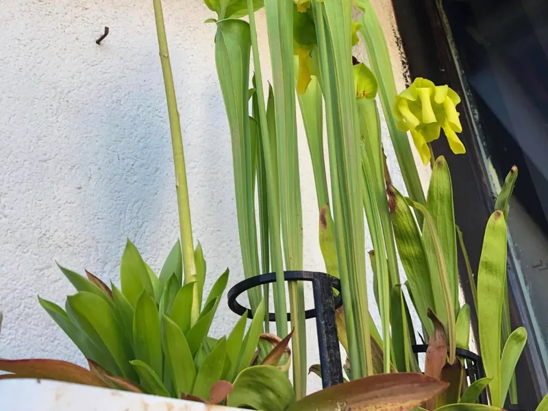 Sarracenia Halter
