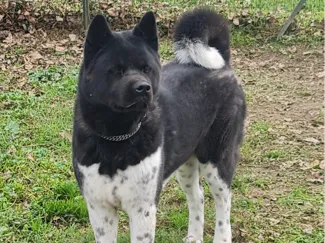 Simil Funko Akita Americano