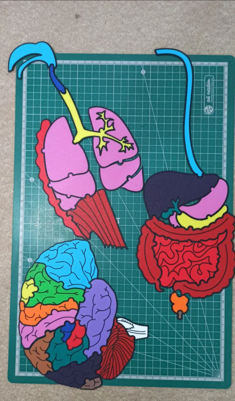 ANATOMY PUZZLES FOR KIDS