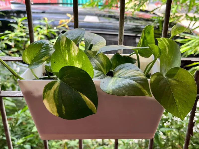 Minimalistic Planter (shaded Outdoor)