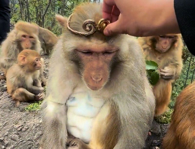 The Monkey King’s Crown (Pet Friendly!)