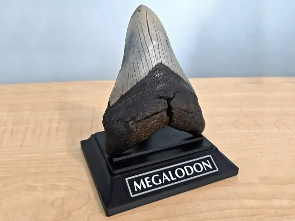 https://makerworld.bblmw.com/makerworld/model/USd0853ba5f50608/design/2025-05-04_0182f57f7763c8.jpg