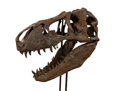 XXXL Trex Skull Replica - Two-Thirds Scale - Fossil Scan