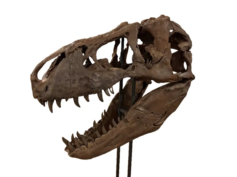 XXXL Trex Skull Replica - 2/3 Scale - Fossil Scan