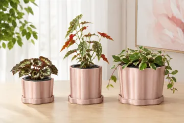 Letrero o emblema decorativo: Mai Bloom Nursery Cachepot & Saucer — vista de referencia 3