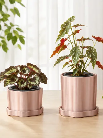 Letrero o emblema decorativo: Mai Bloom Nursery Cachepot & Saucer — vista de referencia 2