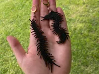 Boucles d'oreilles mille-pattes gothiques (usage commercial libre) — photo 2