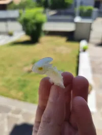 Flexi_Dragon_Keychain 0.2mm layer, 2 walls, 15% infill