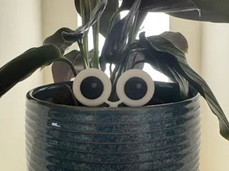 Googly Plant Eyes