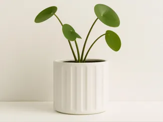 Cylindrical FlowerPot