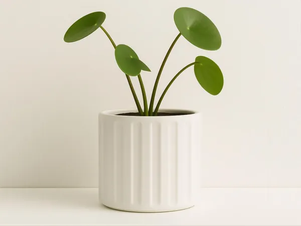 Pot de fleur cylindrique